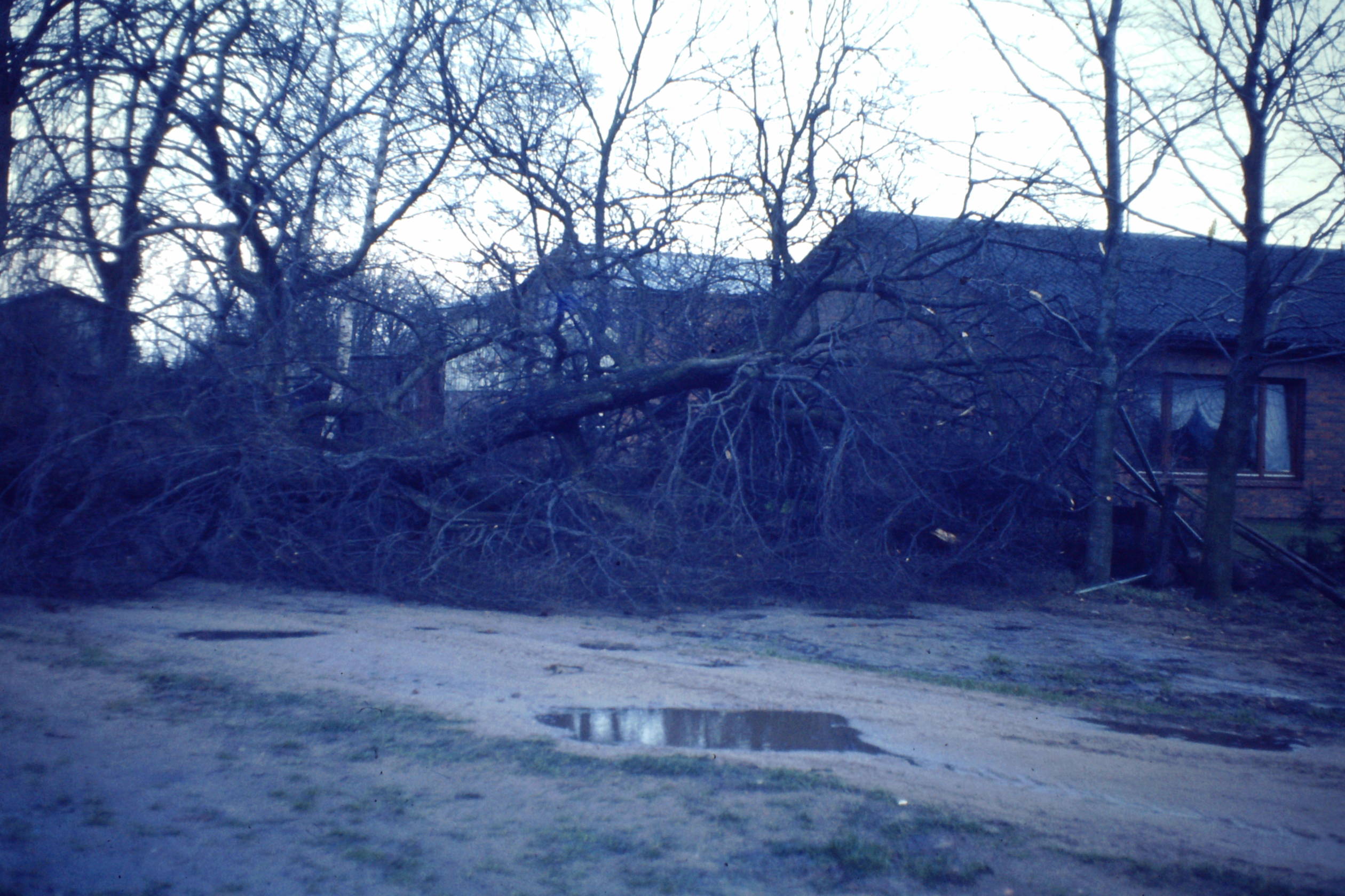 1982 Baum bei Kaltenbach ist umgeweht