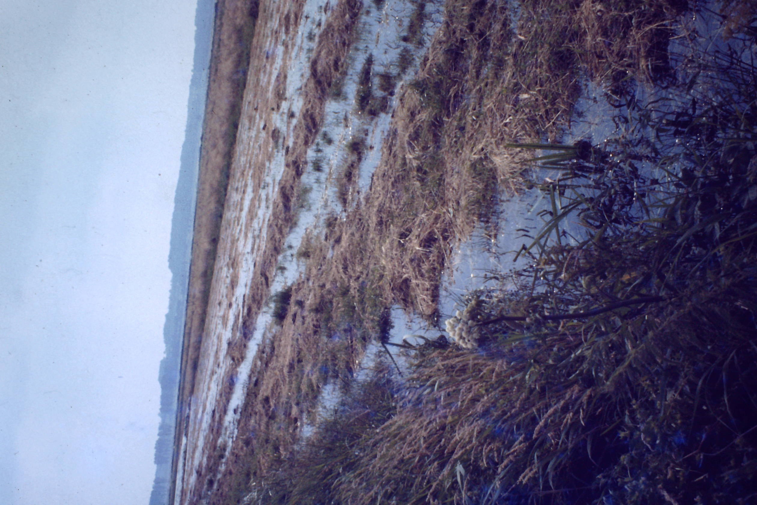 Wasser im Moor Juli 1980